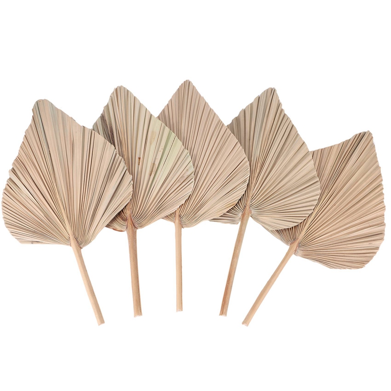 5 Pieces Natural Dried Palm Le - Palm Leaf Dried avis et prix