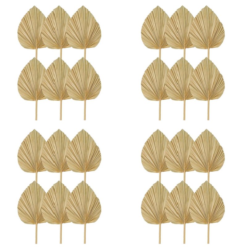 24PCS Dried Palm Leaves Natura - Palm Leaf Dried avis et prix