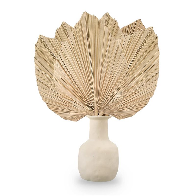 24PCS Dried Palm Leaves Natura - Palm Leaf Dried avis et prix