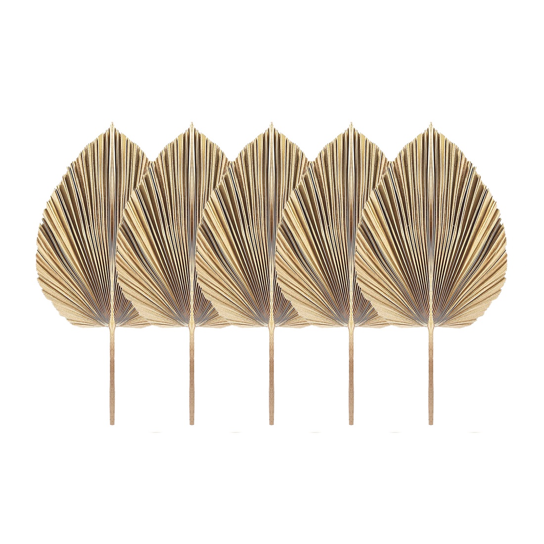 5Pcs Natural Dried Palm Leaves - Palm Leaf Dried avis et prix