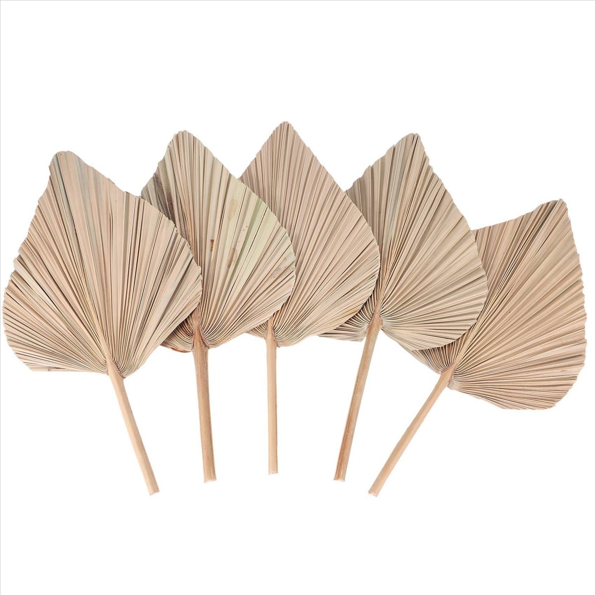 NOCM Dried Palm Leaves Room De - Palm Leaf Dried avis et prix