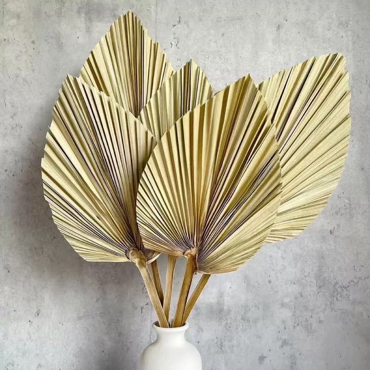 3 PCS Natural Dried Palm Leave - Palm Leaf Dried avis et prix