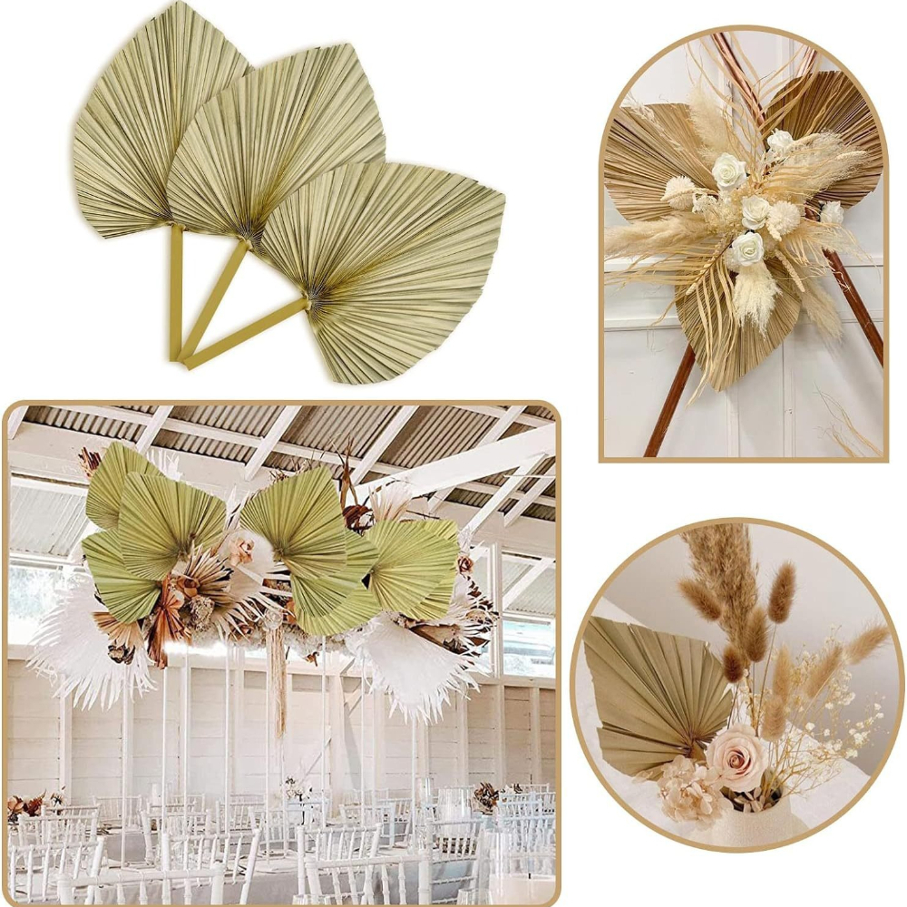 3 PCS Natural Dried Palm Leave - Palm Leaf Dried avis et prix