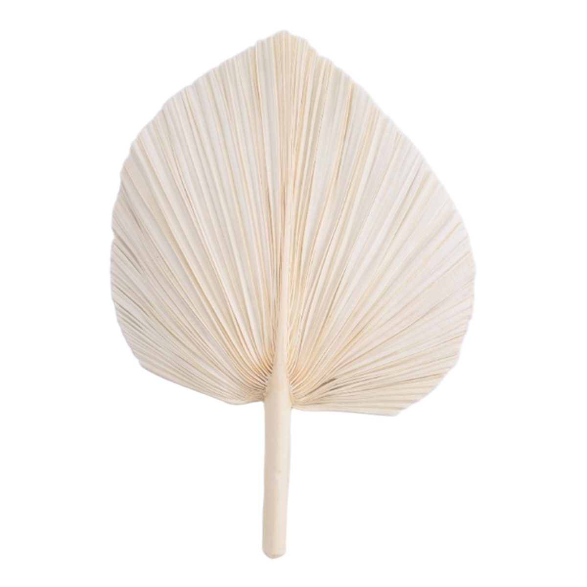Qualitative Large White Dried  - Palm Leaf Dried avis et prix