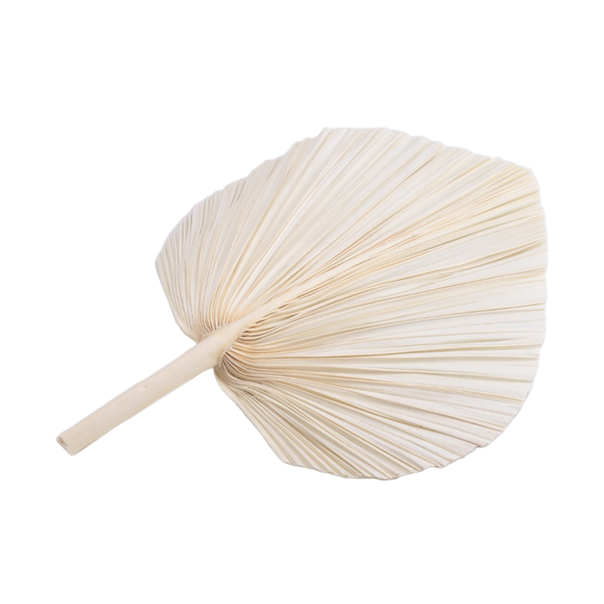 Qualitative Large White Dried  - Palm Leaf Dried avis et prix