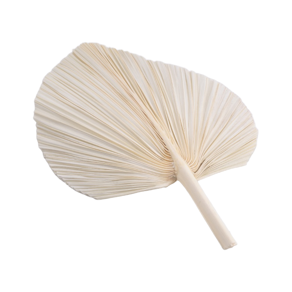 Qualitative Large White Dried  - Palm Leaf Dried avis et prix