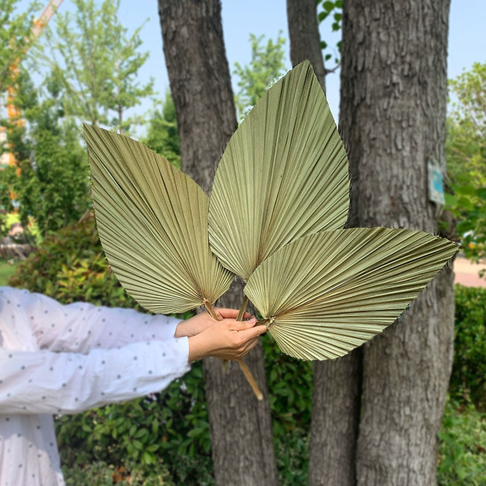 1Pcs Natural Dried Palm Leaf D - Palm Leaf Dried avis et prix