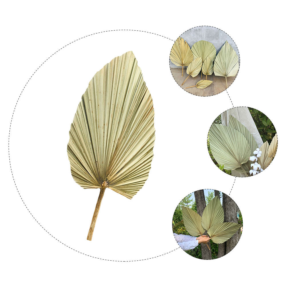 1Pcs Natural Dried Palm Leaf D - Palm Leaf Dried avis et prix