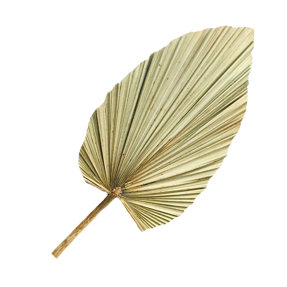 1Pcs Natural Dried Palm Leaf D - Palm Leaf Dried avis et prix