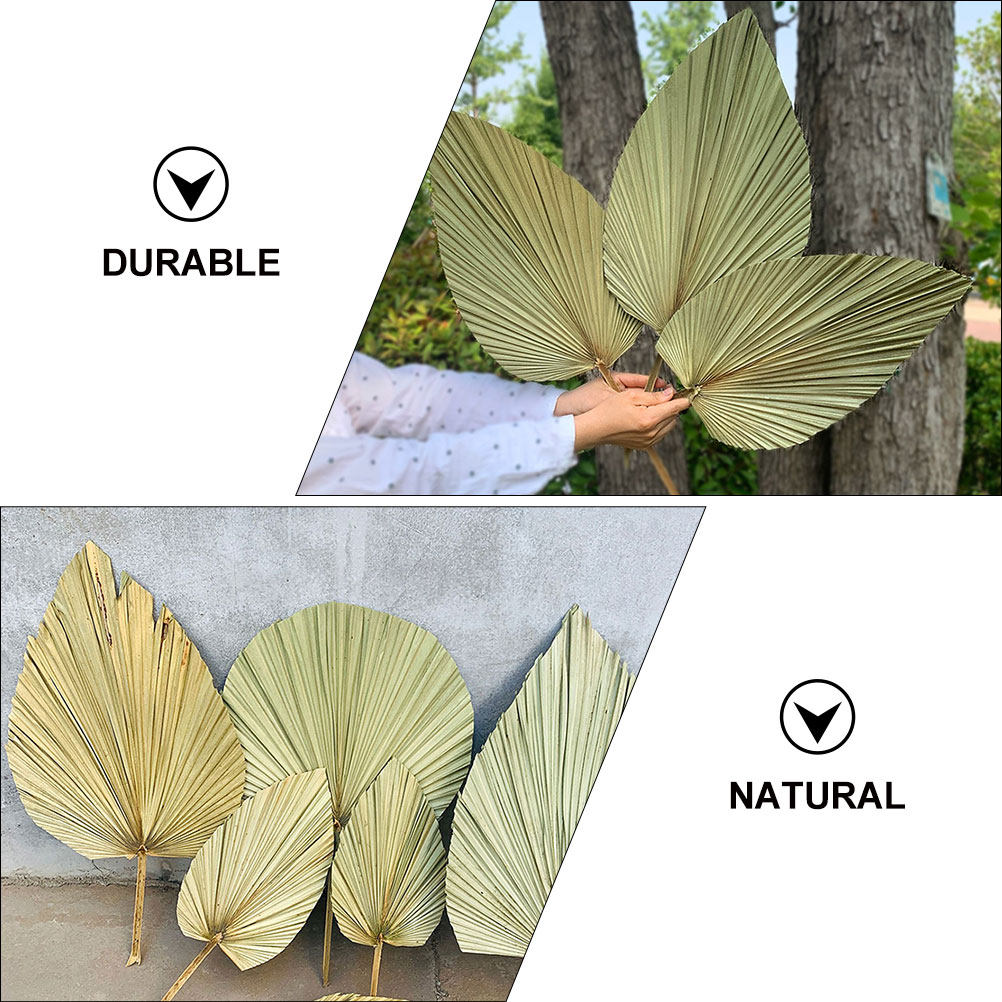 1Pcs Natural Dried Palm Leaf D - Palm Leaf Dried avis et prix