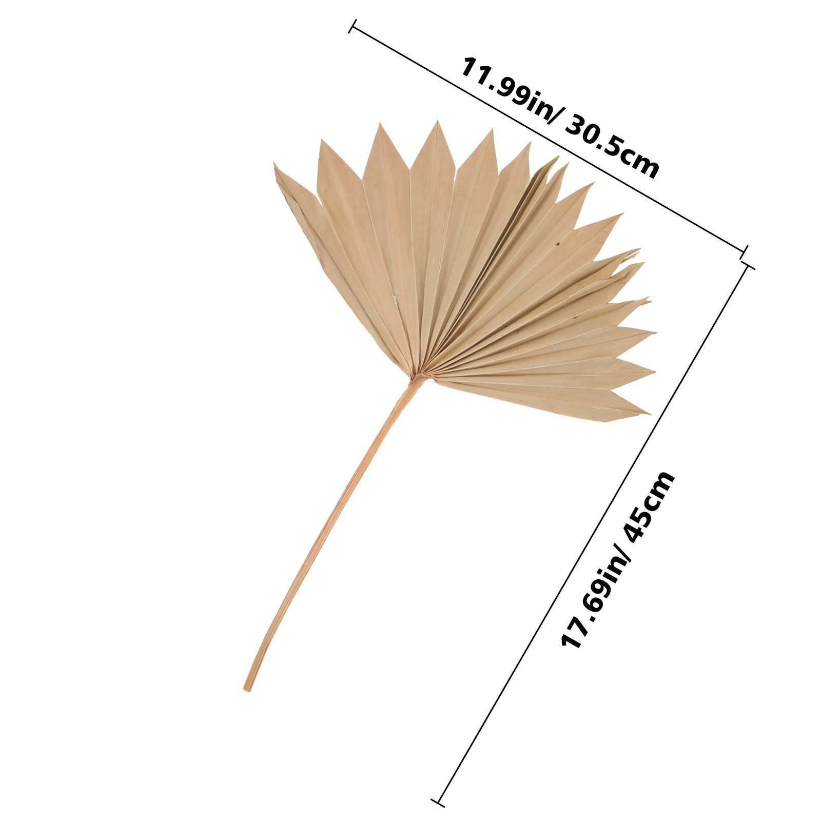 4Pcs Dried Palm Leaf Decoratio - Palm Leaf Dried avis et prix
