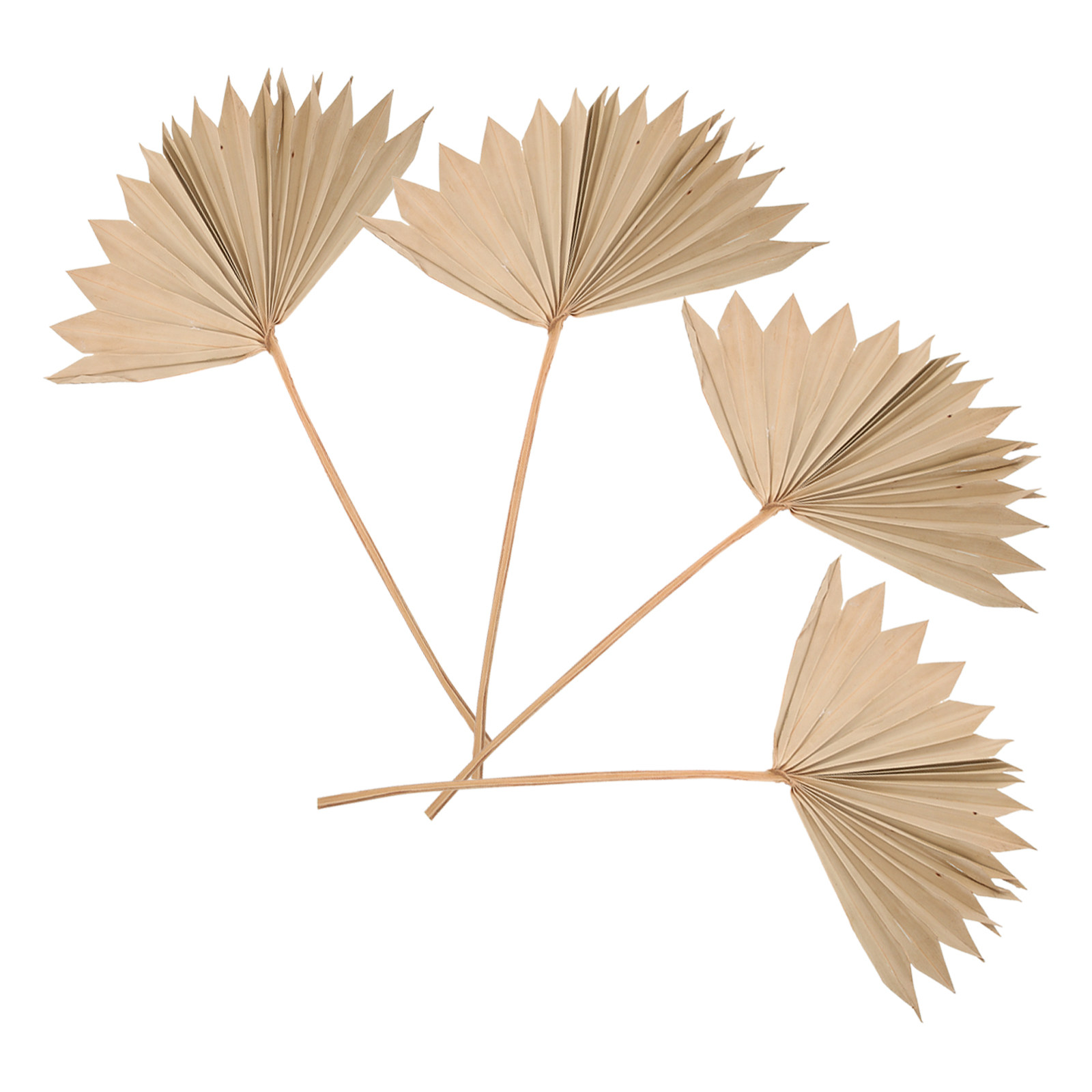 4Pcs Dried Palm Leaf Decoratio - Palm Leaf Dried avis et prix