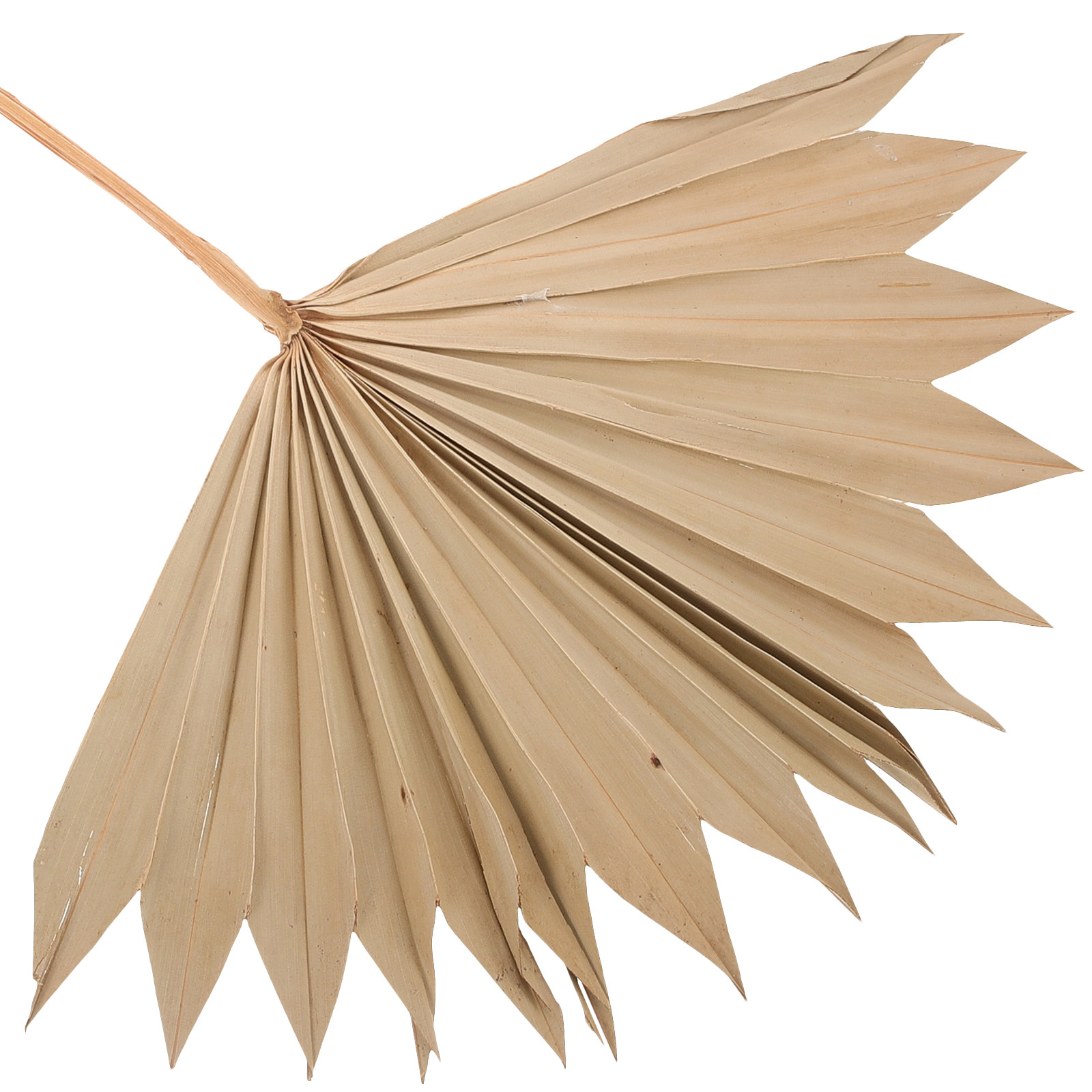 4Pcs Natural Dried Palm Leaf F - Palm Leaf Dried avis et prix