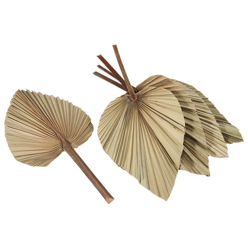 SEWS-5Pcs Natural Dried Palm L - Palm Leaf Dried avis et prix