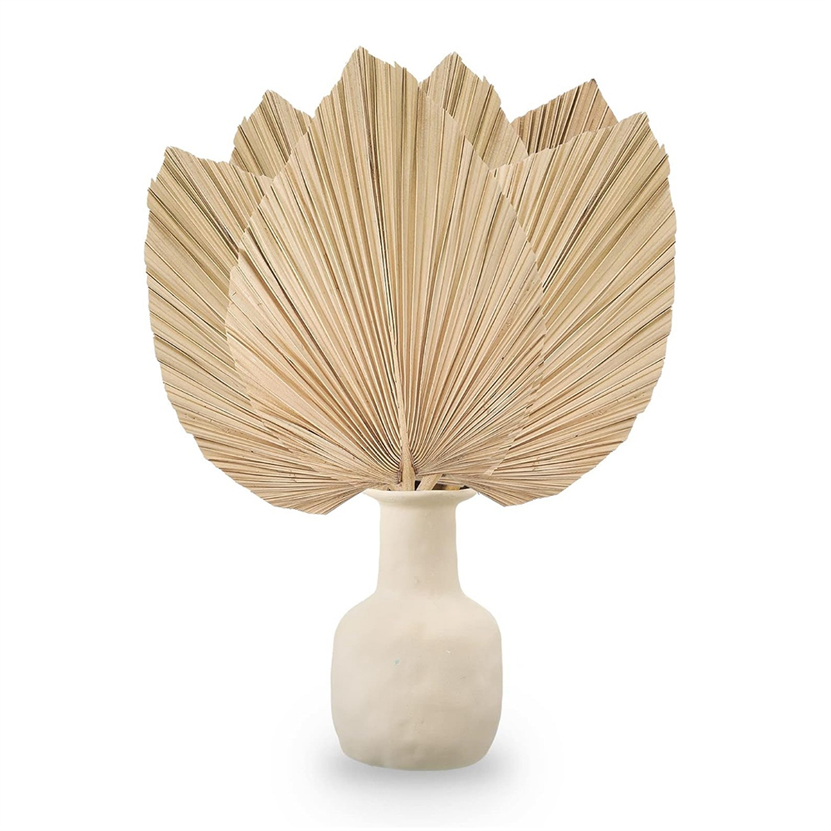 New 6PCS Dried Palm Leaves Nat - Palm Leaf Dried avis et prix