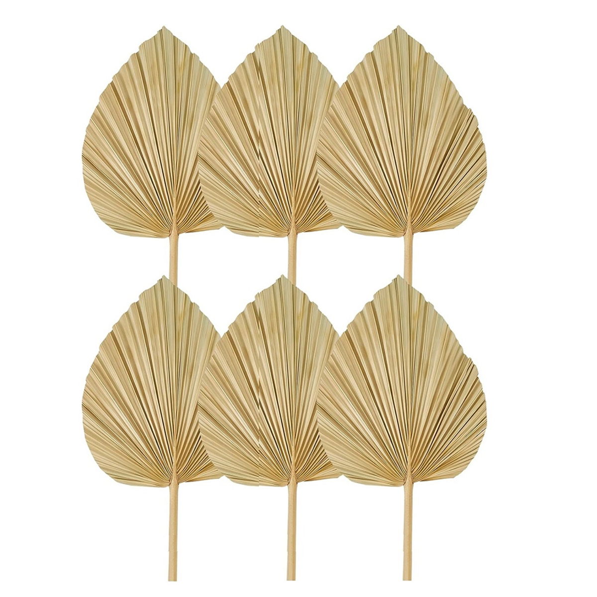 Good 6PCS Dried Palm Leaves Na - Palm Leaf Dried avis et prix
