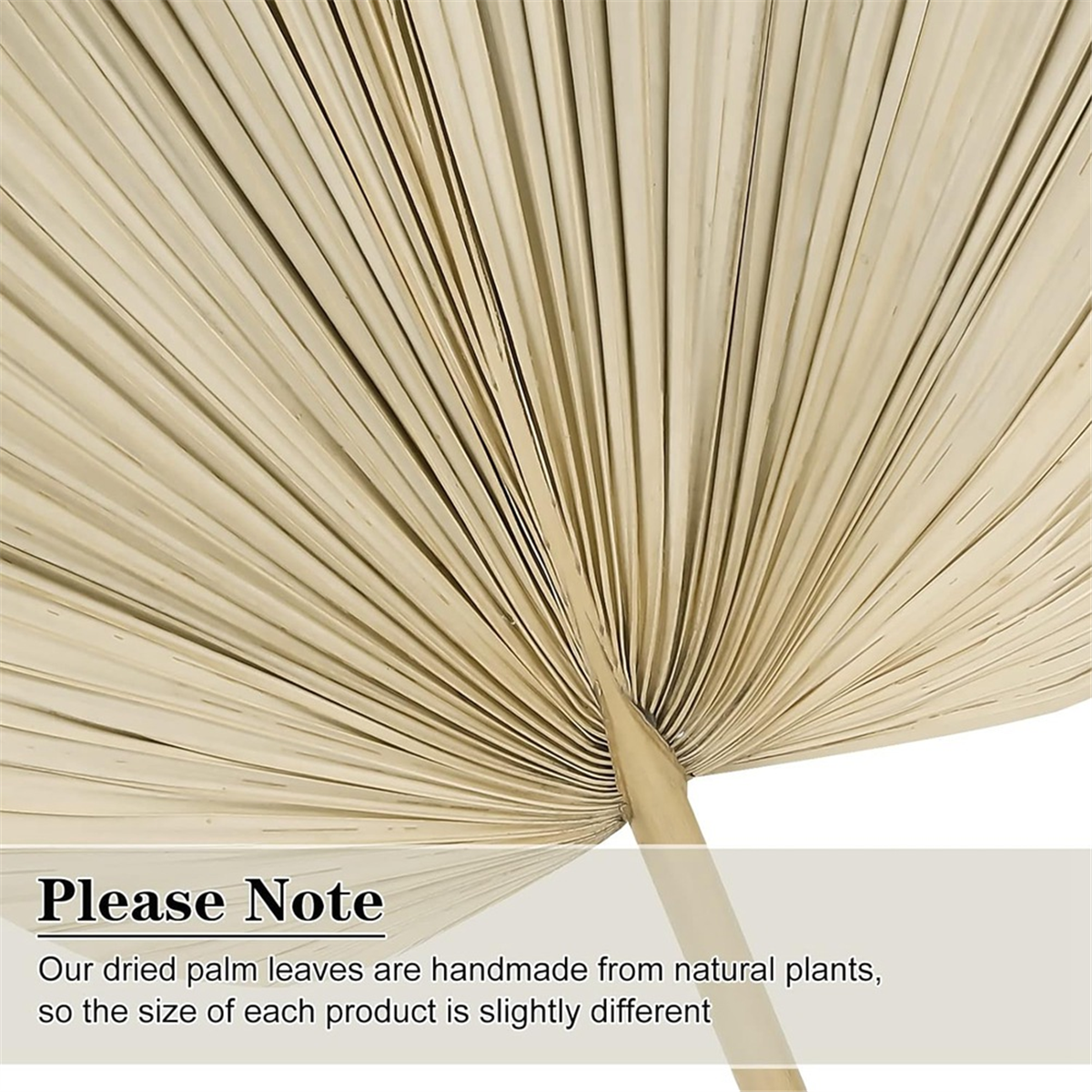 Good 6PCS Dried Palm Leaves Na - Palm Leaf Dried avis et prix