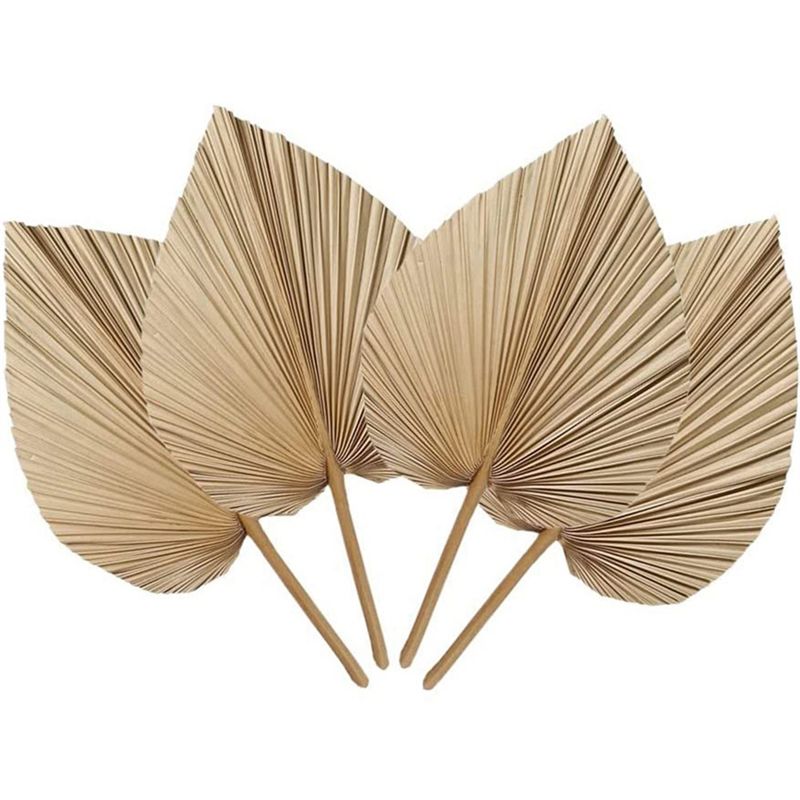 Fresh 4 Pieces Natural Dried P - Palm Leaf Dried avis et prix