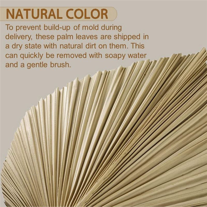 Fresh 4 Pieces Natural Dried P - Palm Leaf Dried avis et prix