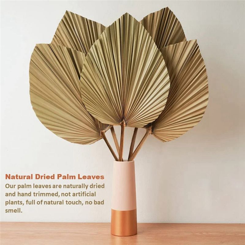 Fresh 4 Pieces Natural Dried P - Palm Leaf Dried avis et prix